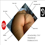 Buttocks Anatomy icon
