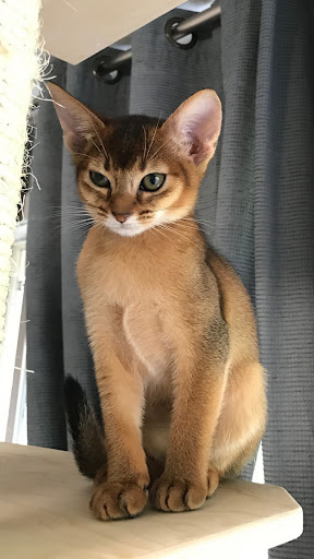 Abyssinian Wallpapers Screen 2