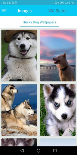 Android application Husky Wallpaper HD screenshort