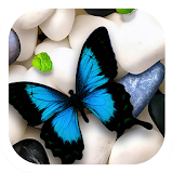 Butterfly on Stones Theme icon