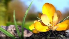 Nature Live ❁ Spring Flowers 3のおすすめ画像5