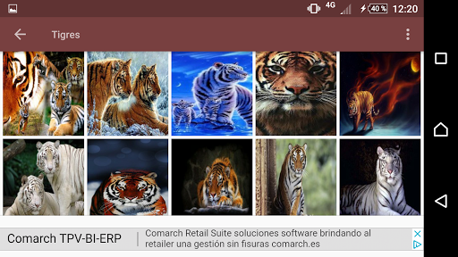 Tigres fondo de pantalla Screen 3