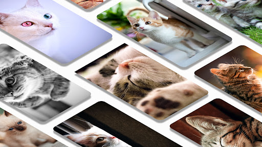 Kittens and cats wallpapers Screen 2