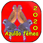 Azulão & Azulão fêmea 2020 album HD