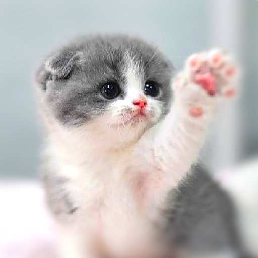 Tải xuống miễn phí cute cats wallpaper cho điện thoại