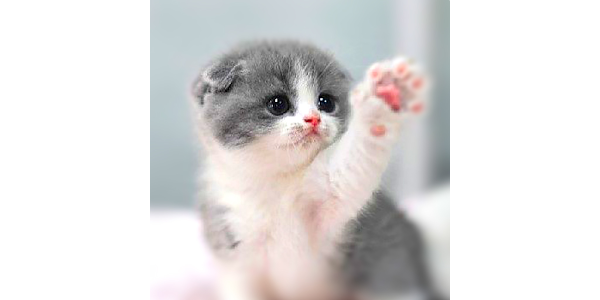Cat Wallpapers HD Cute - Apps on Google Play