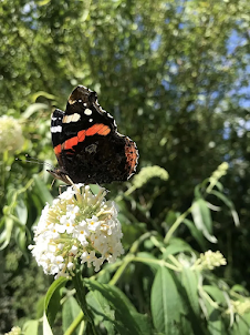 Butterfly Admiral