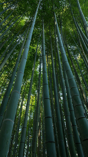 Android application Bamboo Wallpapers screenshort