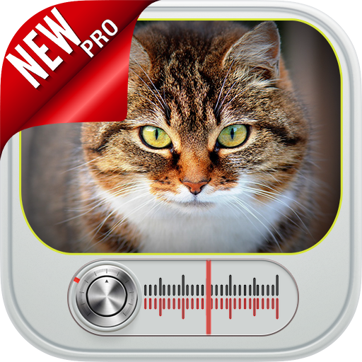 Chat Qui Miaule Miaulement De Chat Applications Sur Google Play