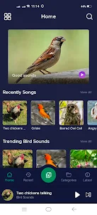 Bird Calls, Sounds & Animals