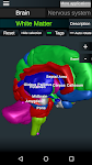 screenshot of Brain and Nervous System 3D