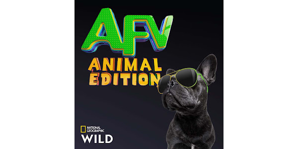 America s Funniest Home Videos Animal Edition Season 1 TV on Google Play
