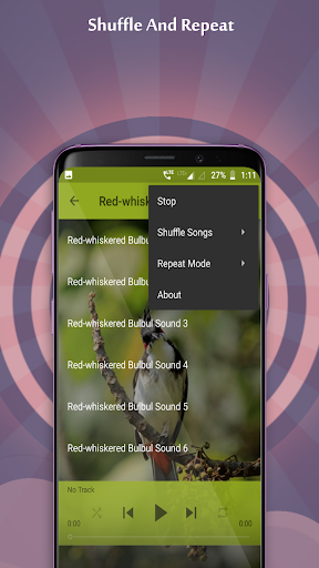 Red-whiskered Bulbul Sounds Screen 2