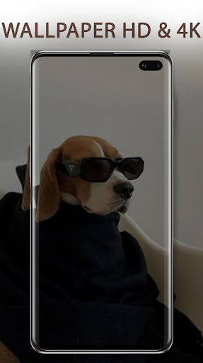 Dogs Wallpapers HD 4K