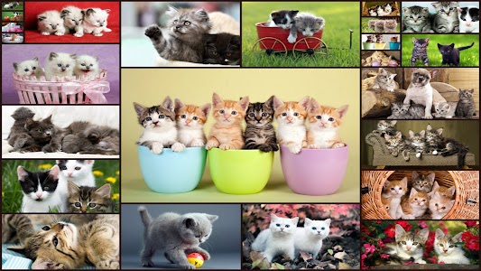 Cats Jigsaw Puzzle Game Kids Unknown