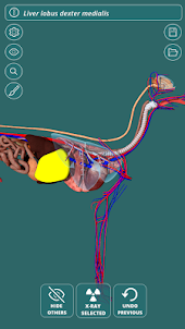 Visual Canine Anatomy 3D - learn anatomy