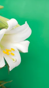 Easter Lily Wallpaper
