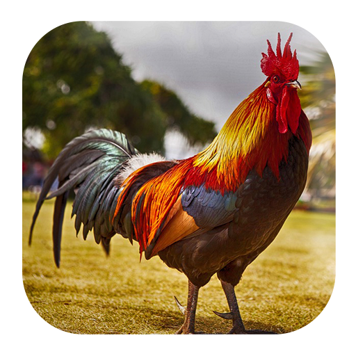 Rooster Sounds Google Play のアプリ