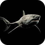 Shark 4K Video Live Wallpaper Apk