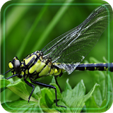 Dragonflies HD 2016 LWP icon