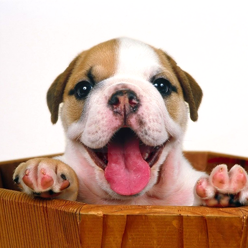 Puppy Live Wallpaper logo