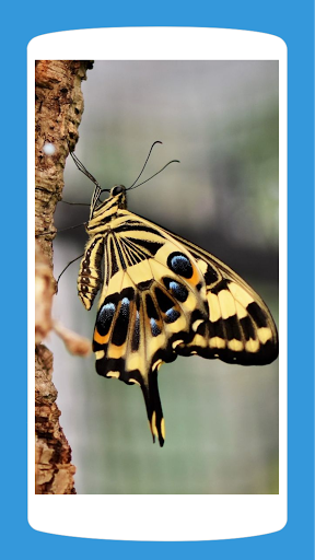 Butterfly Wallpaper Aesthetic HD 4K