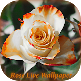 RoseLiveWallpaper icon