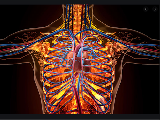 El cuerpo humano. Anatomia humana