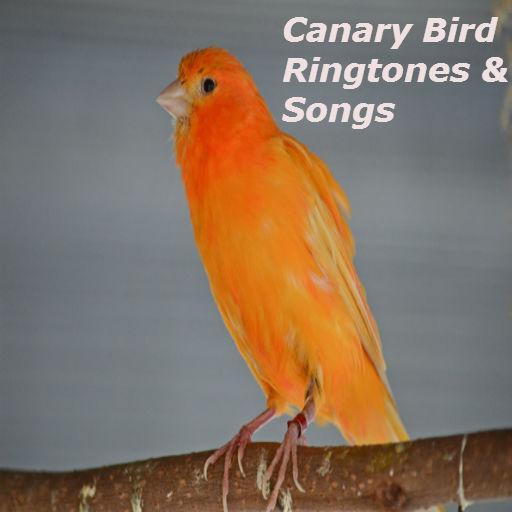 Canary Bird Ringtones and Songs