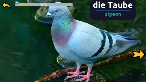 Learn Animals in German Screen 3