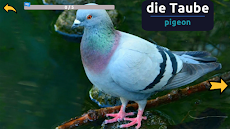 Learn Animals in Germanのおすすめ画像3