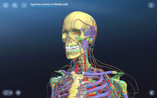 AR Anatomy screenshot 13