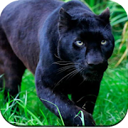 Top 40 Personalization Apps Like Black Panther Wallpaper HD - Best Alternatives