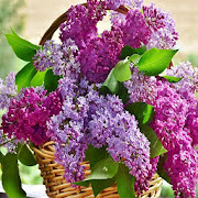 Lilac: HD Flower Wallpapers and Backgrounds