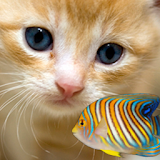 KITTY & FISH LIVE WALLPAPER(8) icon