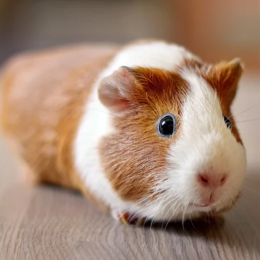 Guinea Pig Wallpapers  Icon