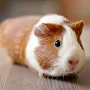Guinea pig Wallpapers