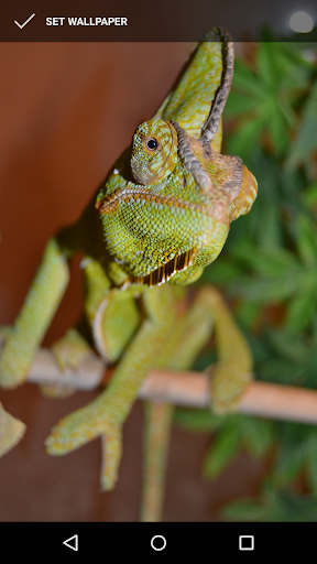 Exotic Chameleon Wallpapers Screen 3