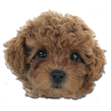 美人DOG トイ・プードル／ザ・スモールワールド icon