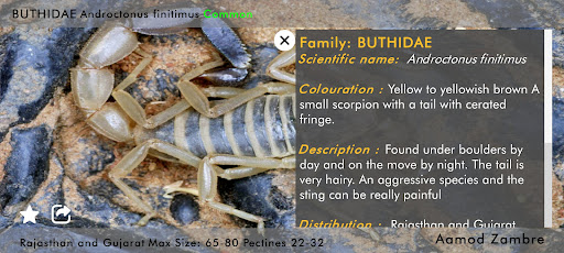 Indian Scorpions eGuide Screen 3