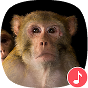 Appp.io - Rhesus Monkey sounds