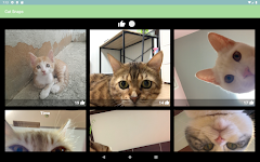 screenshot of Cat Snaps - Make Cat Selfies