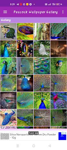 Peacock Wallpaper Gallery Screen 2