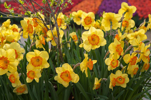 Android application Daffodils Wallpaper HD screenshort