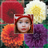 Dahlia Flowers Photo Frame icon
