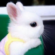 Little bunnies) 1.1 Icon