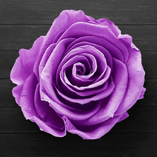 Purple Rose Live Wallpaper  Icon
