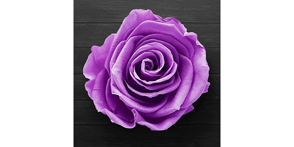 Hình nền hoa đẹp - Bạn đang cần tìm hình nền hoa đẹp để trang trí cho điện thoại hay máy tính của mình? Hãy thưởng thức những hình ảnh tuyệt đẹp của các loại hoa đang chờ đón bạn.
