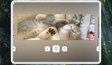 Kitten Cutest Wallpapers HD 4Kのおすすめ画像5