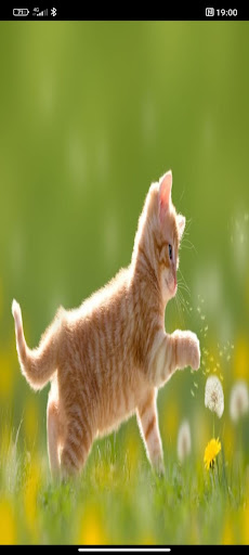info animal Screen 2